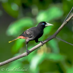 Crested Oropendola4